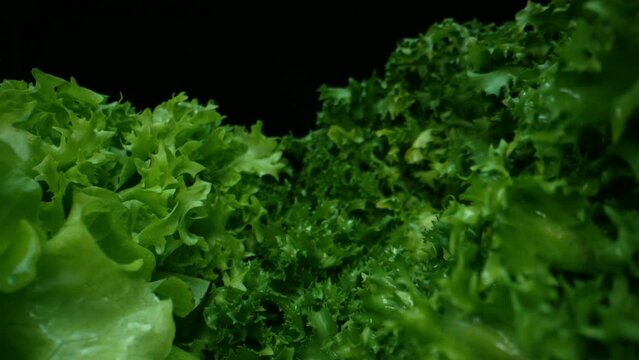 Macro slider footage of green salad, lettuce leaves. Fresh frisee or curly chicory background. Healthy organic vegan dish. Fitness, nutrition, vegetarian diet concept. 