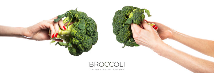 Female hand holds broccoli, isolated on white background