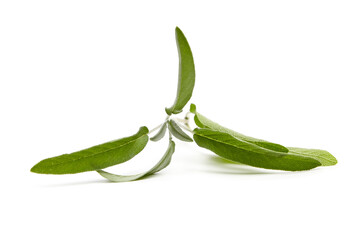 Sage herb leaves isolated on white background. Fresh garden sage plant