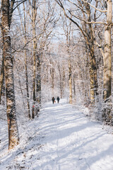 Obraz premium Winter walk in the forest