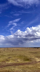 Obraz premium Beautiful summer landscape of the steppe on a sunny day