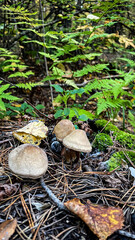 Mushrooms in the forest. Macro photo of mushrooms. Small mushrooms on the stump. Small mushroom