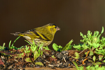 Jilguero lúgano posado en el borde del estanque y reflejado en el agua (Carduelis spinus)	
