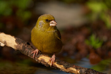 verderón europeo o verderón común​ (Chloris chloris)​	
