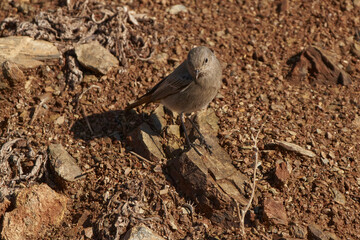 colirrojo tizón hembra camuflada en el bosque (Phoenicurus ochruros)	