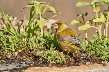 verderón europeo o verderón común​ (Chloris chloris)​	
