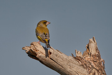 verderón europeo o verderón común​ (Chloris chloris)​	
