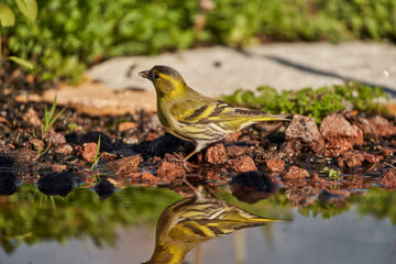 Jilguero lúgano posado en el borde del estanque y reflejado en el agua (Carduelis spinus)	
