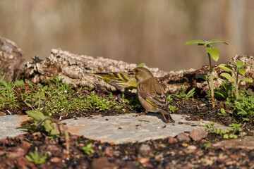 verderón europeo o verderón común​ (Chloris chloris)​	
