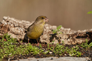 verderón europeo o verderón común​ (Chloris chloris)​	

