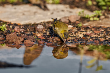 Jilguero lúgano posado en el borde del estanque y reflejado en el agua (Carduelis spinus)	
