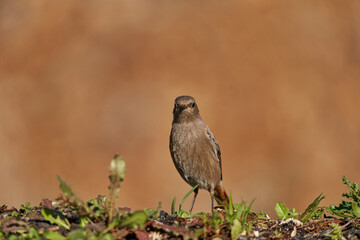 colirrojo tizón hembra en el bosque (Phoenicurus ochruros)	