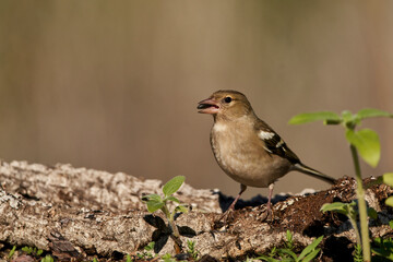 pinzón vulgar posado (Fringilla coelebs) en Marbella España