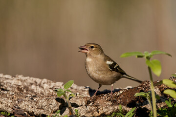 pinzón vulgar posado (Fringilla coelebs) en Marbella España