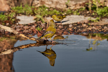 verderón europeo o verderón común​ (Chloris chloris)​	
