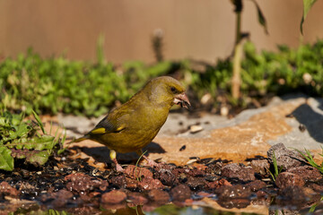 verderón europeo o verderón común​ (Chloris chloris)​	
