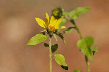 pequeño girasol florecido de pipas negras para pájaros 