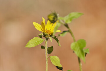 pequeño girasol florecido de pipas negras para pájaros 