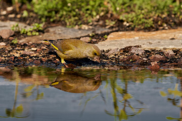 verderón europeo o verderón común​ (Chloris chloris)​	bebiendo en el estanque
