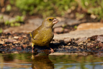 verderón europeo o verderón común​ (Chloris chloris)​	
