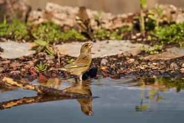 verderón europeo o verderón común​ (Chloris chloris)​	bebiendo en el estanque