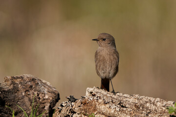 colirrojo tizón hembra en el bosque (Phoenicurus ochruros)	