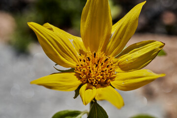 pequeño girasol florecido de pipas negras para pájaros 