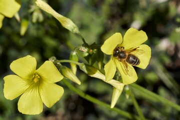 abeja melífera en una flor amarilla  (Apis mellifera Linnaeus) Marbella Andalucía España	