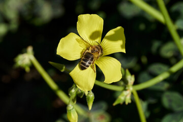 abeja melífera en una flor amarilla  (Apis mellifera Linnaeus) Marbella Andalucía España	