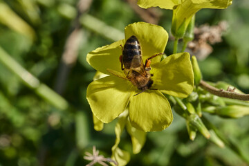 abeja melífera en una flor amarilla  (Apis mellifera Linnaeus) Marbella Andalucía España	