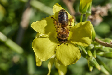 abeja melífera en una flor amarilla  (Apis mellifera Linnaeus) Marbella Andalucía España	