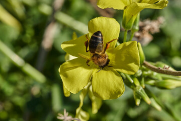 abeja melífera en una flor amarilla  (Apis mellifera Linnaeus) Marbella Andalucía España	