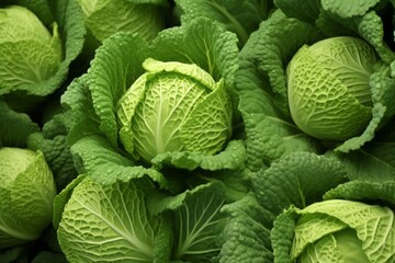 background of fresh cabbage with drops of water, green vegetable. - obrazy, fototapety, plakaty