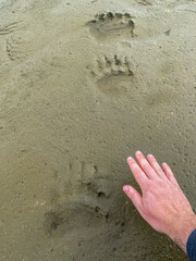 Brown bear paw prints compared to human hand. Lake Clark National Park in Alaska. Alaska Peninsula brown bear (Ursus arctos gyas) or peninsular grizzly. Brown bear is mainland grizzly bear subspecies.
