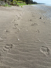 Brown bear paw prints in beach sand. Lake Clark National Park in Alaska. Alaska Peninsula brown bear (Ursus arctos gyas) or peninsular grizzly. Brown bear is mainland grizzly bear subspecies.