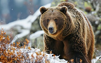grizzly bear with a thick fur against snowy landscape - obrazy, fototapety, plakaty