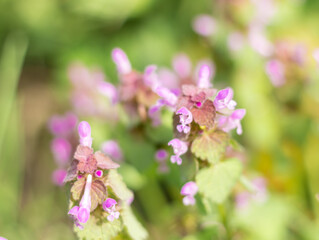 purple wild flowers