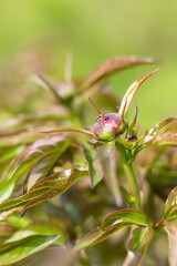 peony bud