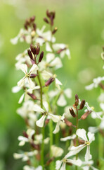 Obraz premium arugula flowers