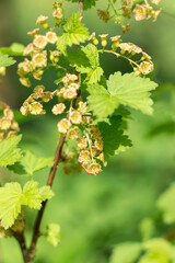 currant flowers