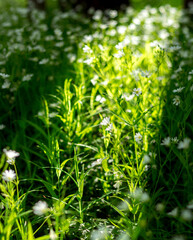 white spring flowers