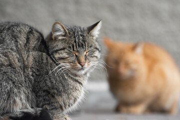 Sleeping cat. A two stray cat are sitting on the street.