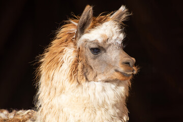 Portrait of alpaca (Vicugna pacos). Close-up of a suri alpaca head. Copy space.