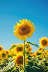 Vibrant Single Sunflower Standing Tall Against a Clear Blue Sky