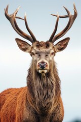 Stately Deer with Impressive Antlers Standing Proudly