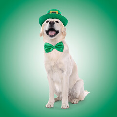 St. Patrick's day celebration. Cute Golden Retriever dog with leprechaun hat and bow tie on green...