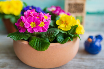 Spring primula flowers in pots