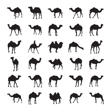 Camel silhouette set black logo animals silhouettes icons camel riders desert palm silhouette vector illustration camel set, vector set,