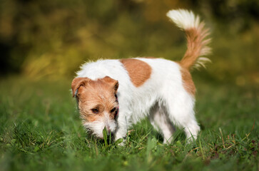 Cute pet dog smelling, sniffing in the grass. Puppy walking.