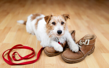 Cute happy active dog puppy waiting for a walk with her leash and owner's shoes